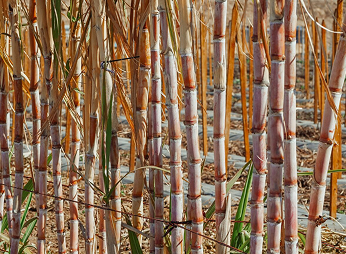 Planta caña de Azúcar